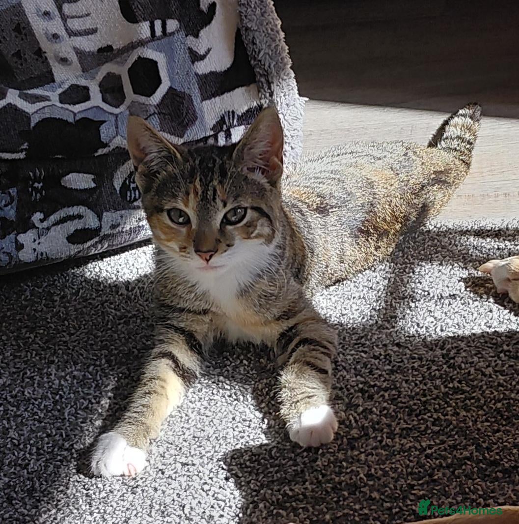 Mixed Breed cats Female 5 months old  - Advert 3
