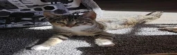 Mixed Breed cats for sale: Female 4 months old  - Advert 1