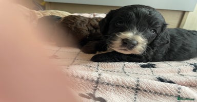 Cavapoo dogs - Advert 6