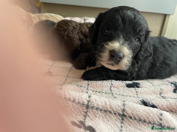 Cavapoo dogs - Advert 6