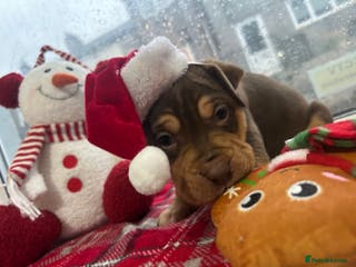 Mixed Breed dogs A beautiful litter of Rottweiler/staff/mastiffs - Advert 7