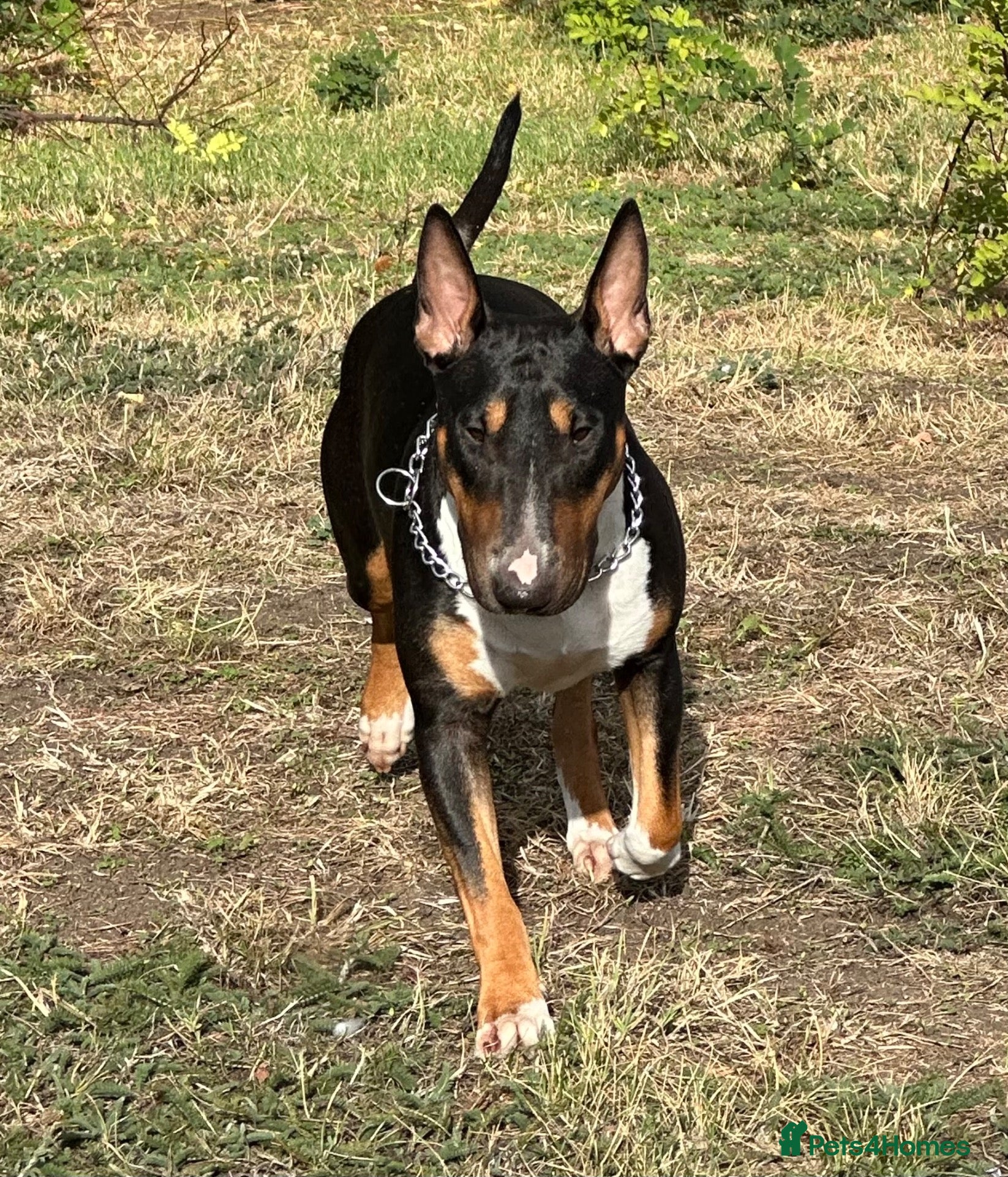 English Bull Terrier dogs UK Champion Bloodline Puppies Waiting List Open - Advert 2