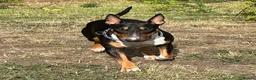 English Bull Terrier dogs for sale: UK Champion Bloodline Puppies Waiting List Open - Advert 3