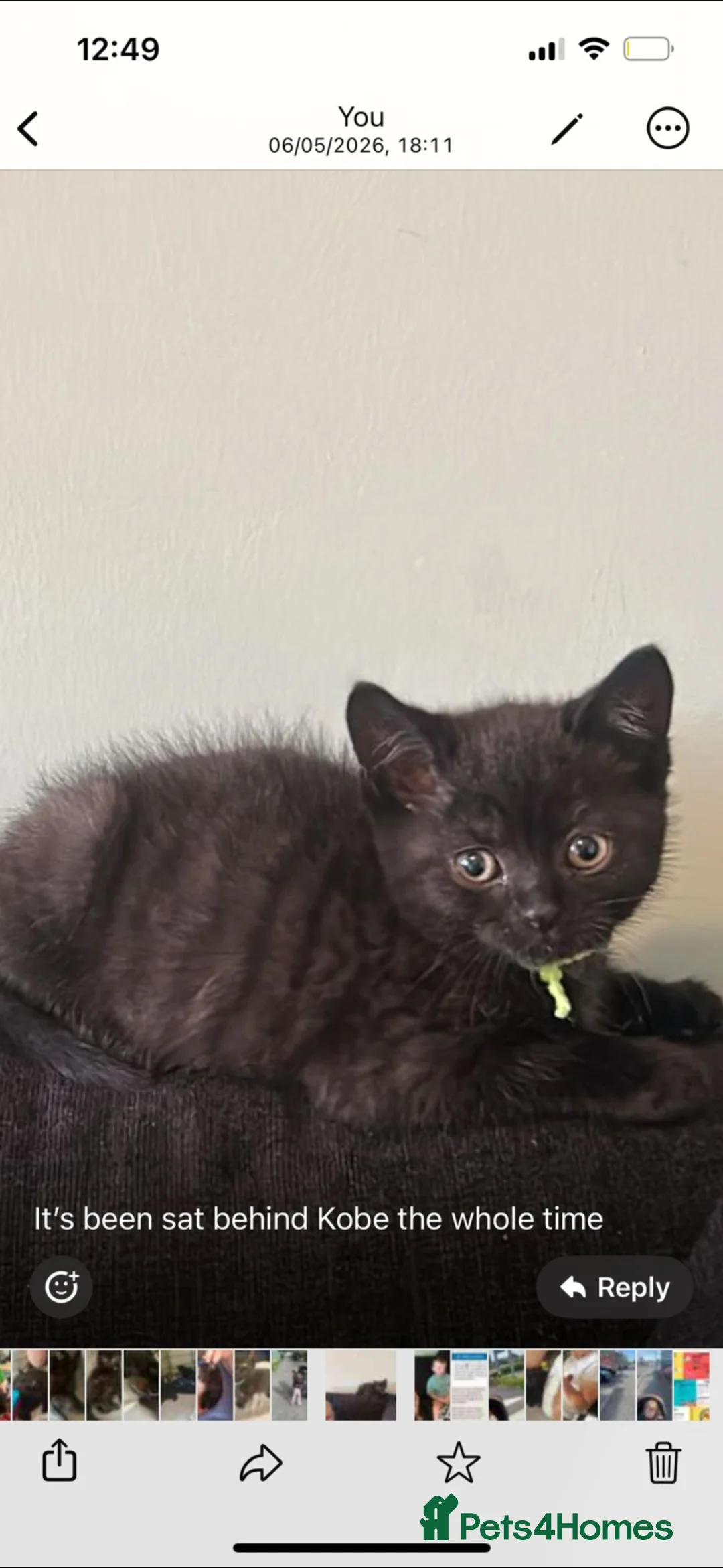 Mixed Breed cats for sale: Milo 3 months old - Advert 2