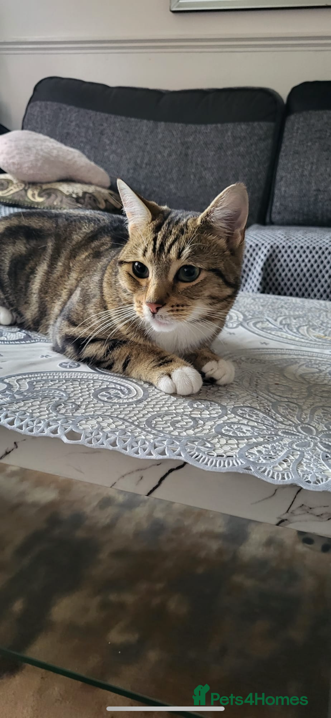 Domestic Shorthair cats for sale: Male kitty  - Advert 3