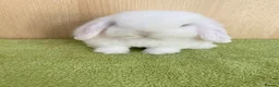 Mini Lop rabbits for sale: Mini Lop Babies - Advert 1