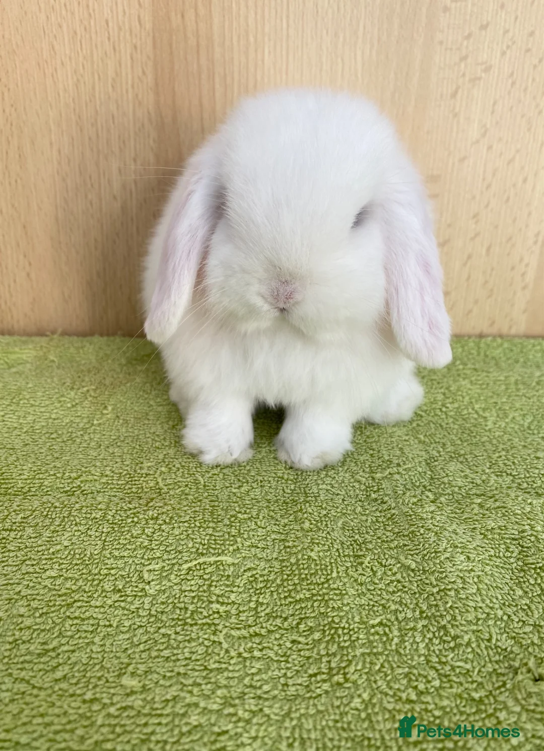 Mini Lop rabbits for sale: Mini Lop Babies - Advert 1