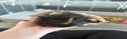 Guinea Pig rodents for sale: Female Guinea Pigs in Hartlepool - Advert 2
