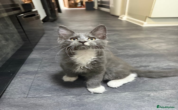 Maine Coon cats - Advert 3