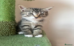 Hamster rodents for sale: 2 kittens available for CARING HOME - Image 9