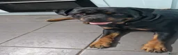 Rottweiler dogs for sale: 2 year old male rottweiler  - Advert 3