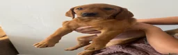Labrador Retriever dogs for sale: Ready now!! 1 red girl, 1 black girl.  - Advert 1