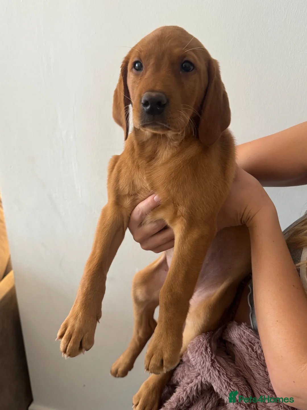 Labrador Retriever dogs for sale: Ready now!! 1 red girl, 1 black girl.  - Advert 1