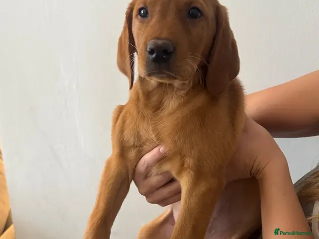 Labrador Retriever dogs for sale: Ready now!! 1 red girl, 1 black girl. - Advert 11