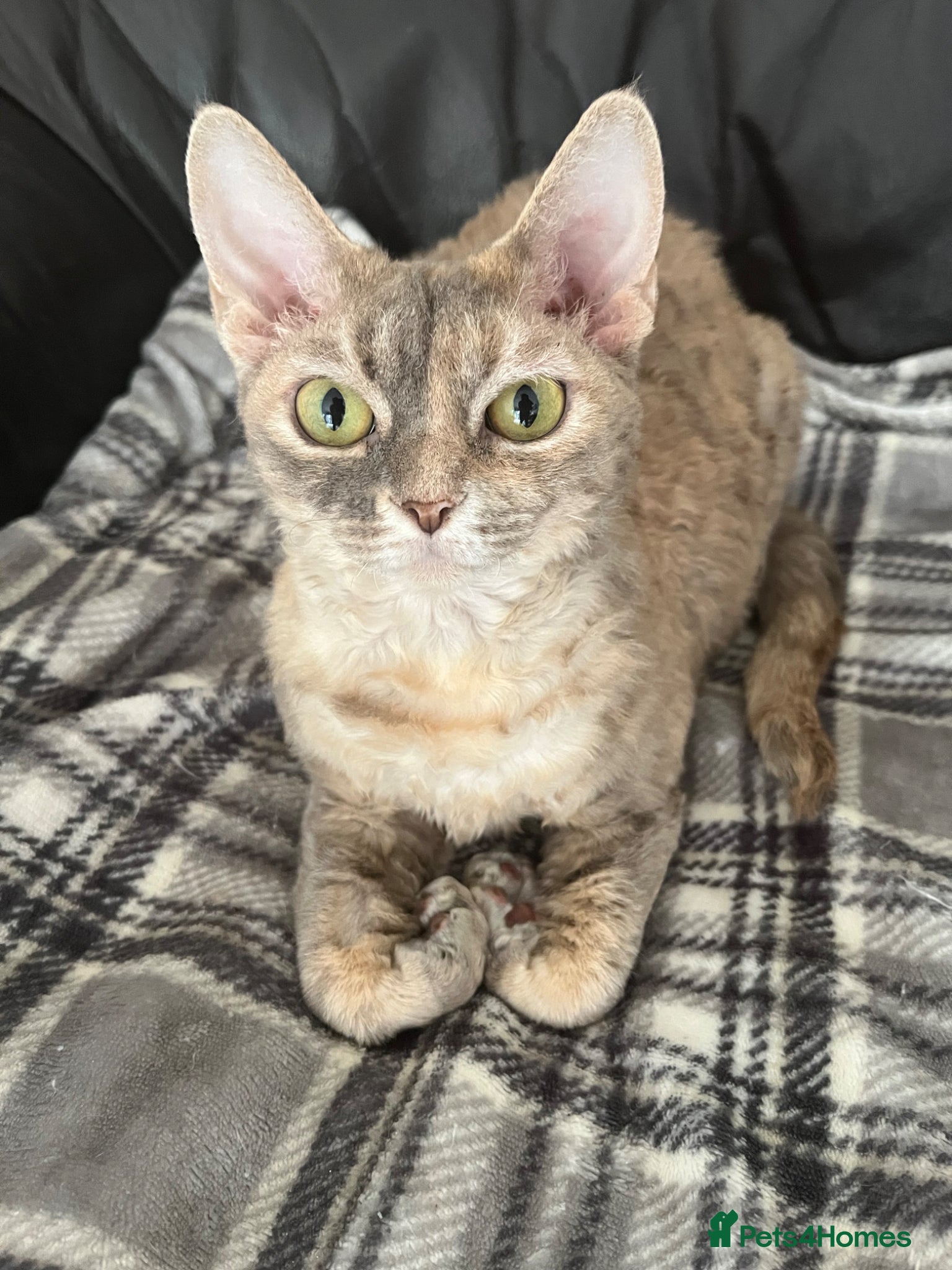 Devon Rex cats Blue Cream Tortie Devon Rex Female  - Advert 3