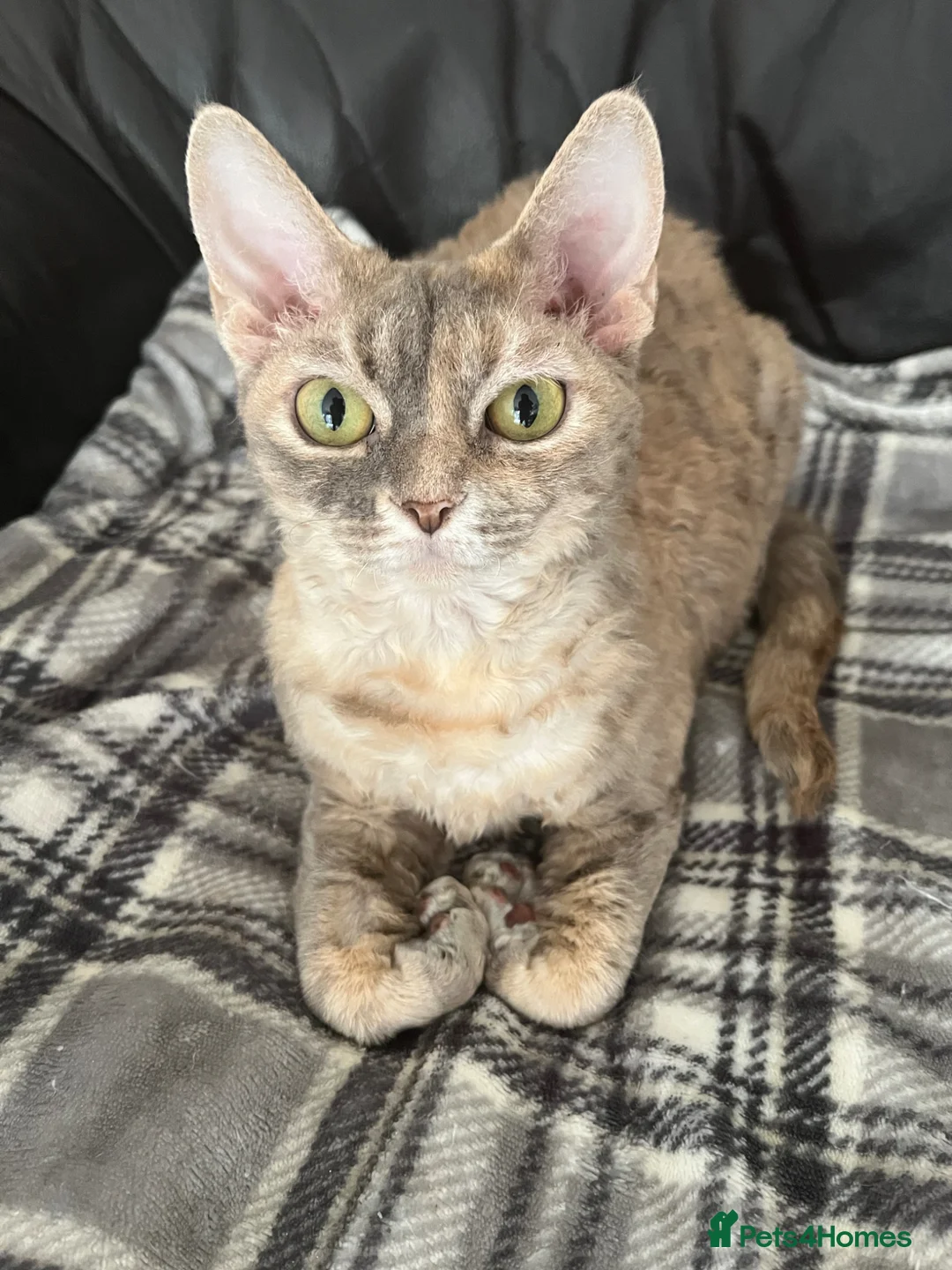 Devon Rex cats for sale: Blue Cream Tortie Devon Rex Female  - Advert 1