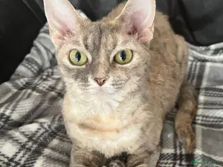 Devon Rex cats Blue Cream Tortie Devon Rex Female - Advert 3
