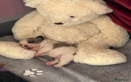 French Bulldog dogs for sale: Beautiful French Bulldog Puppies - Image 7