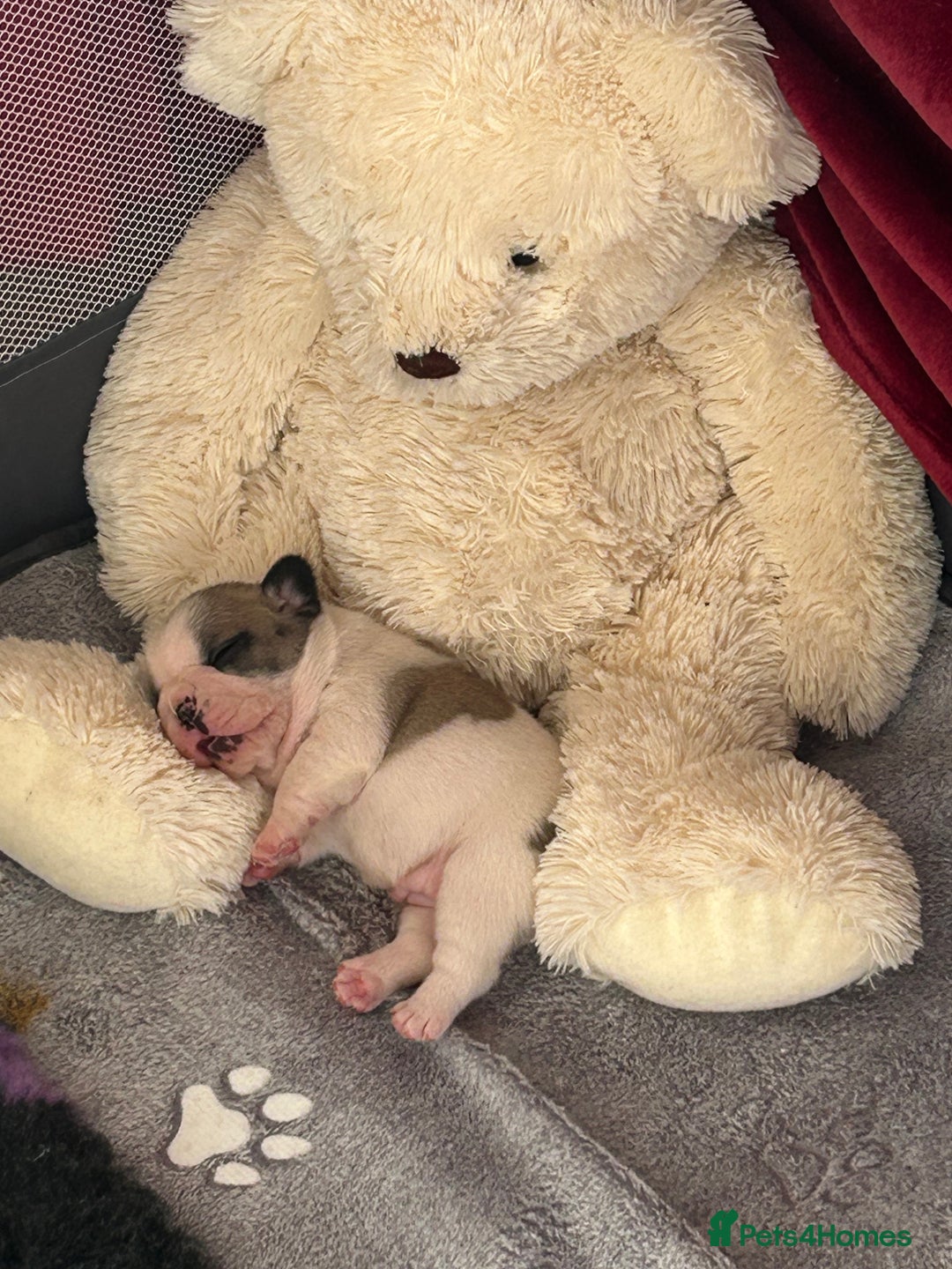 French Bulldog dogs for sale: Beautiful French Bulldog Puppies - Image 7