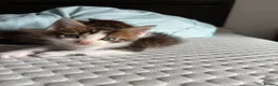 Maine Coon cats for sale: Mainecoon x bengal kittens - Advert 4