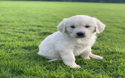 Golden Retriever dogs for sale: Stunning Golden Retriever Puppies - Image 5