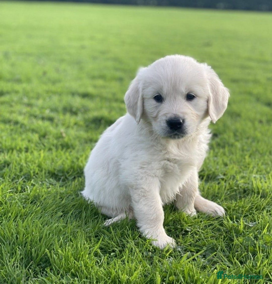 Golden Retriever dogs for sale: Stunning Golden Retriever Puppies - Image 5