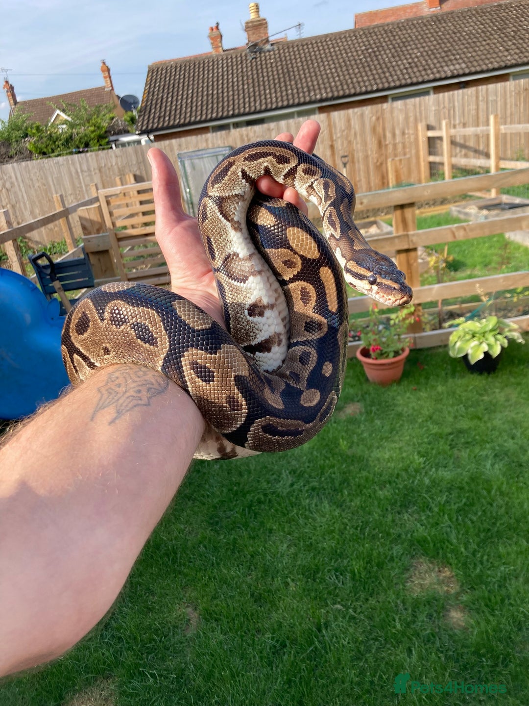 Python Snake reptiles for sale: Female Royal Python - Advert 2