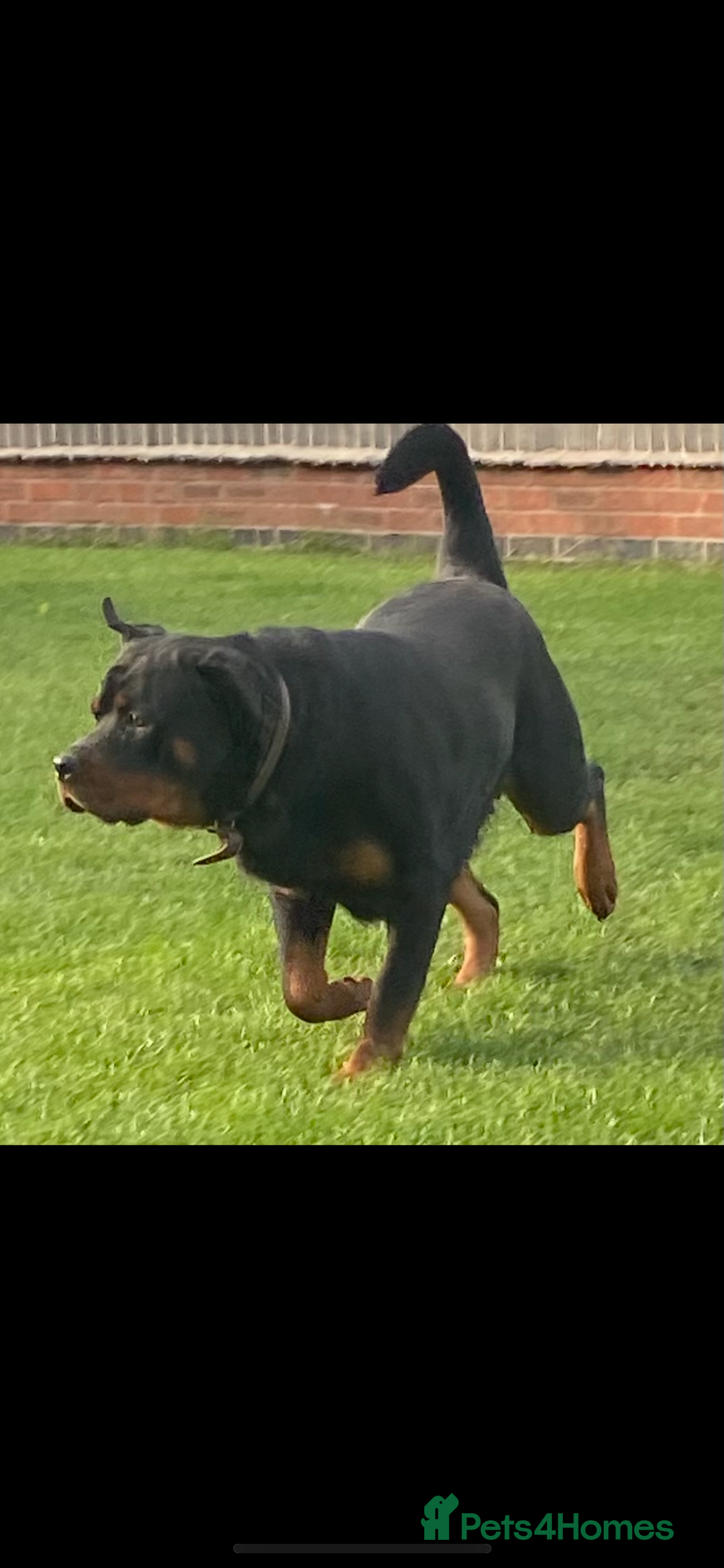 Rottweiler dogs for sale: 🤎🖤🦍 KC REGISTERED 5 ⭐️ BREEDER - Advert 30