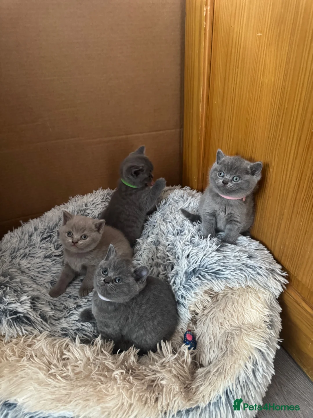 British Shorthair cats for sale: 4 British Shorthair Kittens For Sale - Advert 2