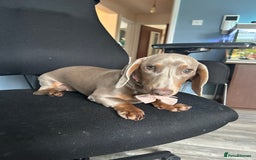 Dachshund dogs for sale: Mini dachshund - Image 3
