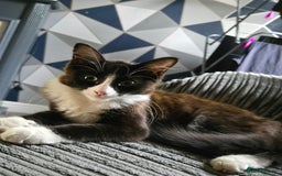Mixed Breed cats for sale: Male kitten - Image 3