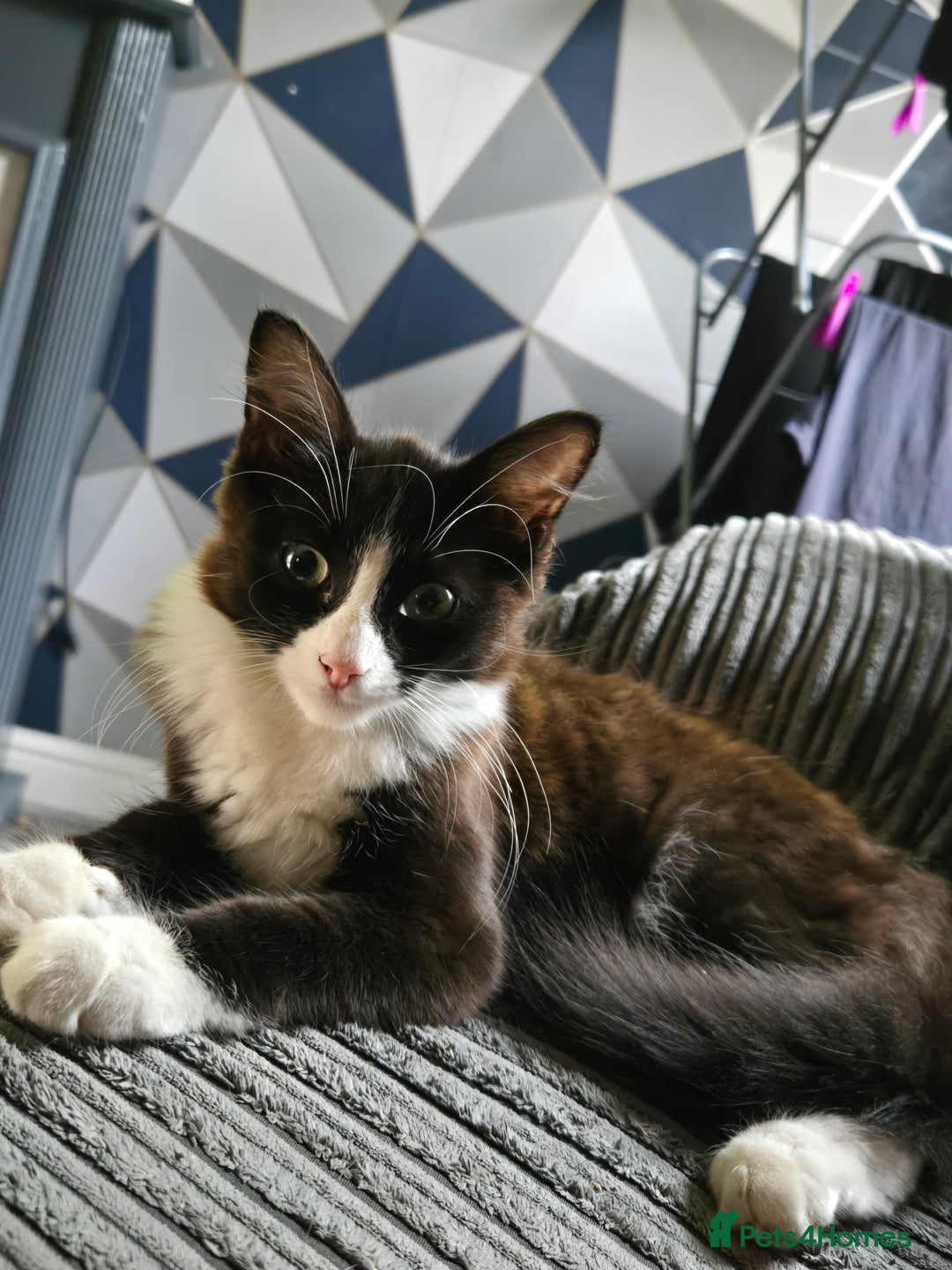 Mixed Breed cats for sale: Male kitten - Image 3