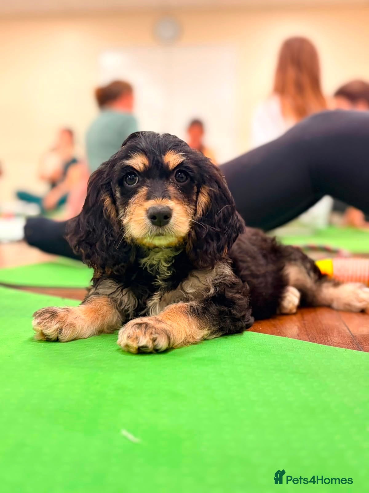 Cockapoo dogs Beautiful F1 Cockapoo Babies 🐾🐾🐾 - Advert 2