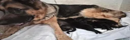 German Shepherd dogs for sale: German Shepherd puppy's  - Advert 2