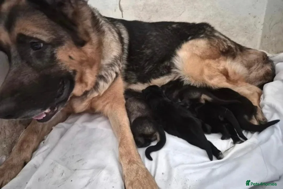 German Shepherd dogs for sale: German Shepherd puppy's  - Advert 2