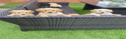 Golden Retriever dogs for sale: Golden retriever  in Romford - Advert 9