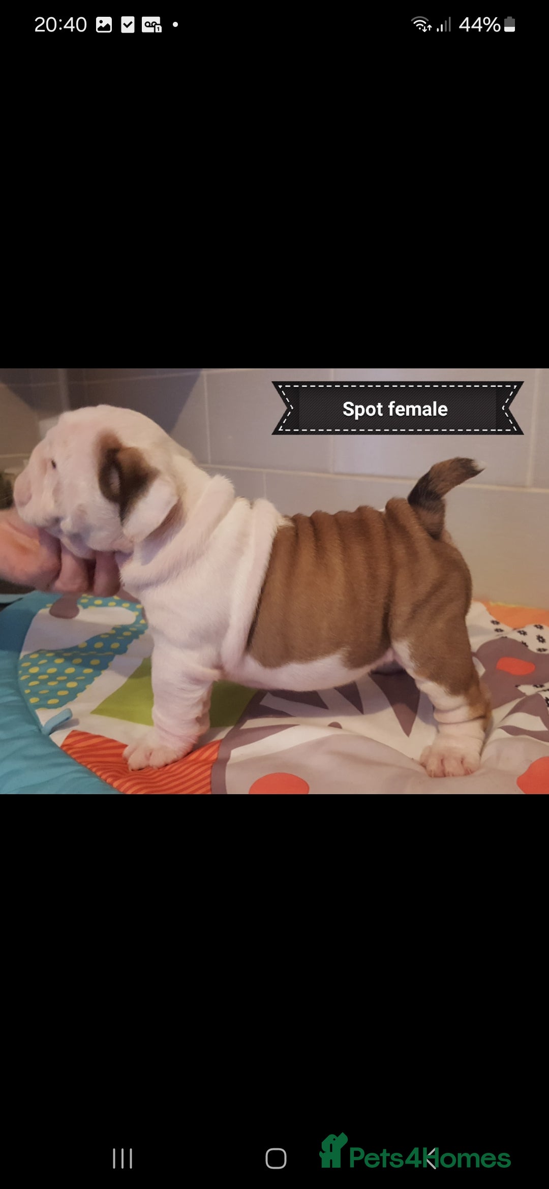 English Bulldog dogs for stud: Apollo 1 bulldog HUU clear stud boy in York - Image 15