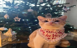 British Shorthair cats for sale: Beautiful Cream Bi Colour British Shorthair.  - Image 2