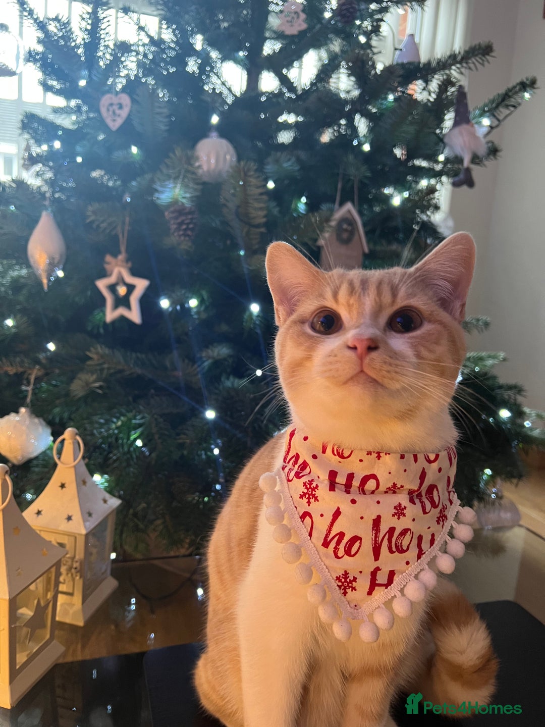 British Shorthair cats for sale: Beautiful Cream Bi Colour British Shorthair.  - Image 2