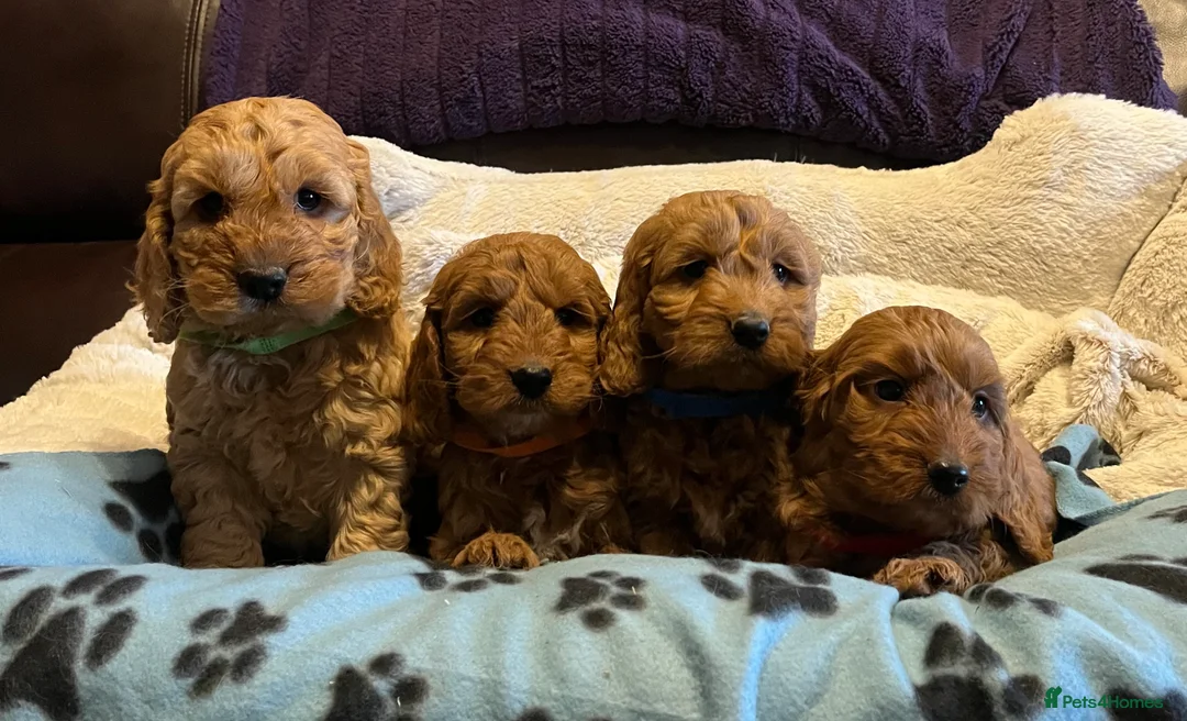 Cockapoo dogs for sale: Stunning cockapoo puppies  - Advert 3
