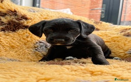 Mixed Breed dogs for sale: Border terrier x cocker spaniel puppies - Image 6