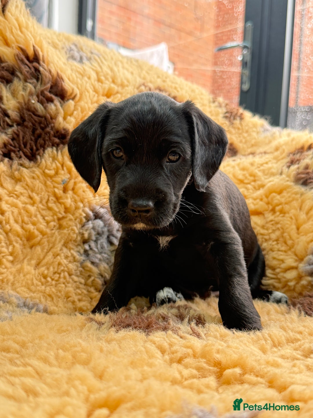 Mixed Breed dogs for sale: Border terrier x cocker spaniel puppies - Image 6