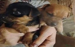 Mixed Breed dogs for sale: Terrier cross with jackrussle - Advert 3