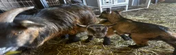 Goats livestock for sale: BOY WHETHER PYGMY GOAT KID FOR SALE - Advert 3