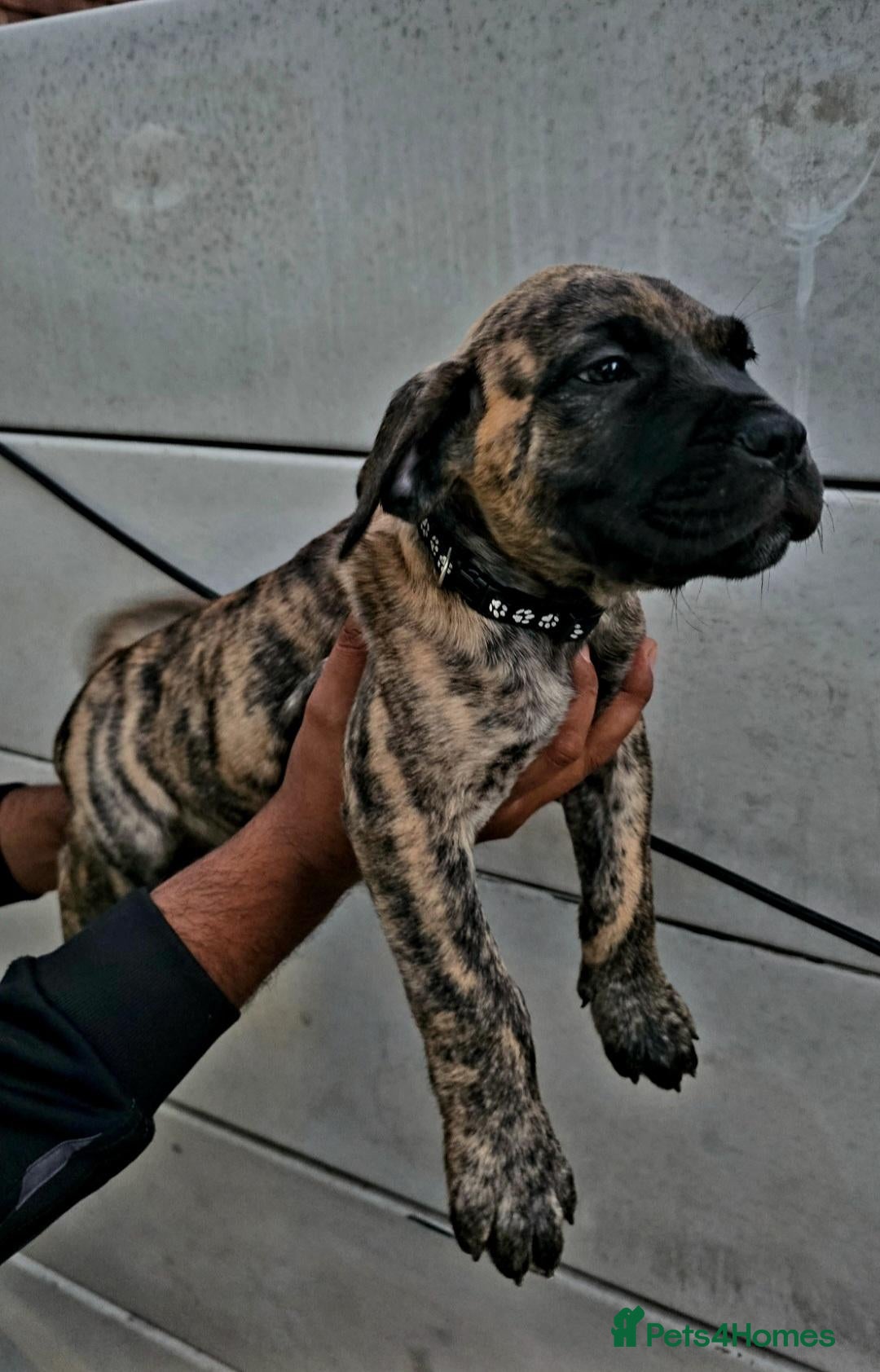 Presa Canario dogs Presa Canario Puppies –Reduced Price-Top bloodline - Advert 1
