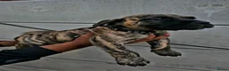 Presa Canario dogs for sale: Presa Canario Puppies –Reduced Price-Top bloodline - Advert 1