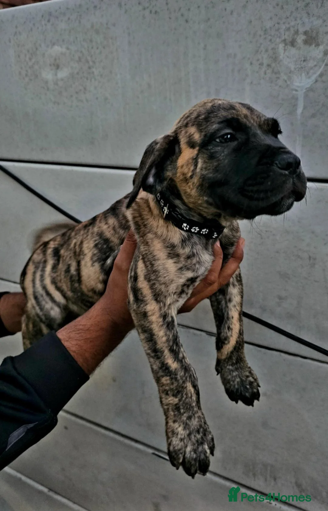 Presa Canario dogs for sale: Presa Canario Puppies –Reduced Price-Top bloodline - Advert 1