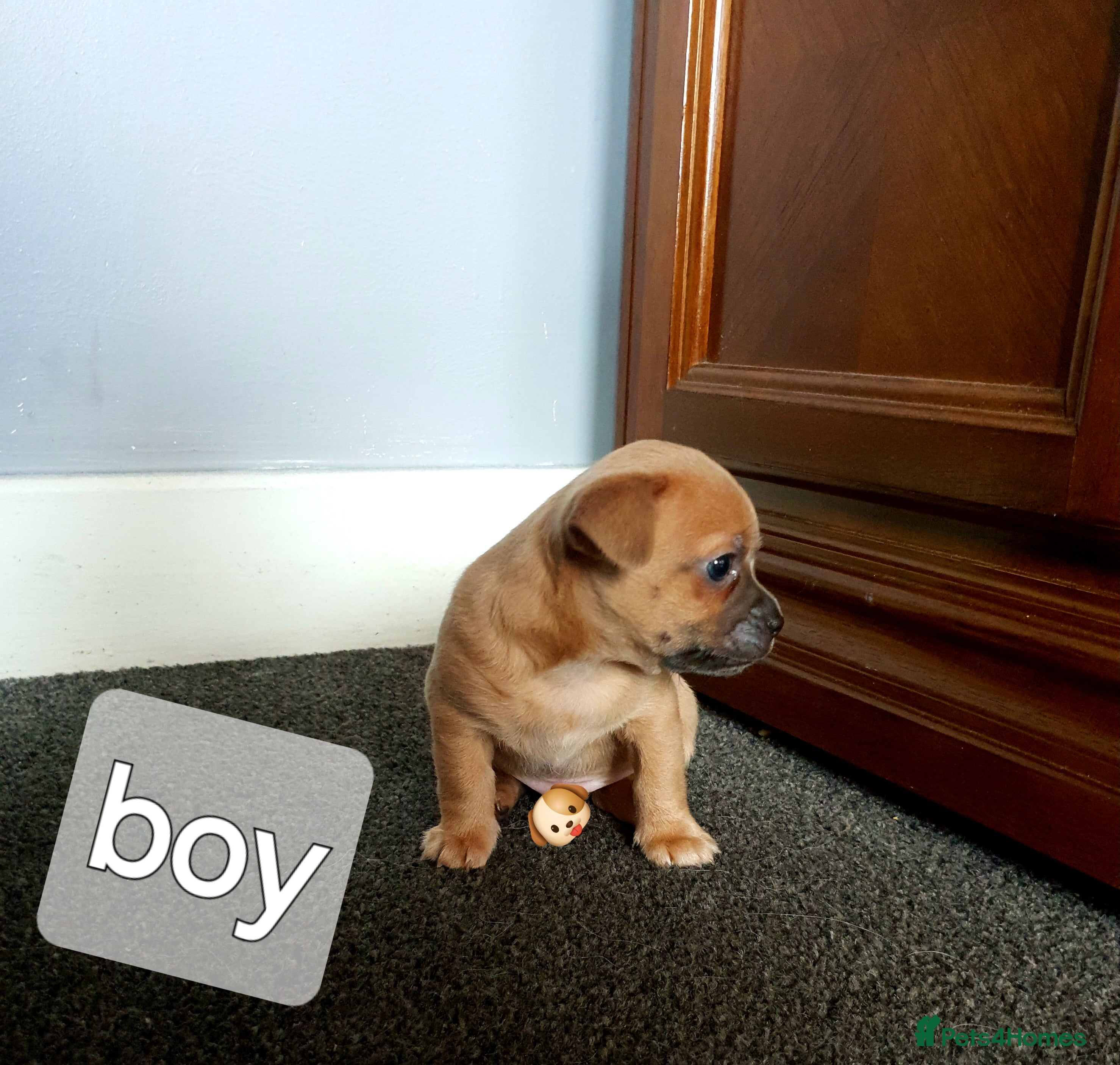 Chihuahua dogs Adorable Chihuahua puppies:) 7 Weeks old :)  - Advert 5