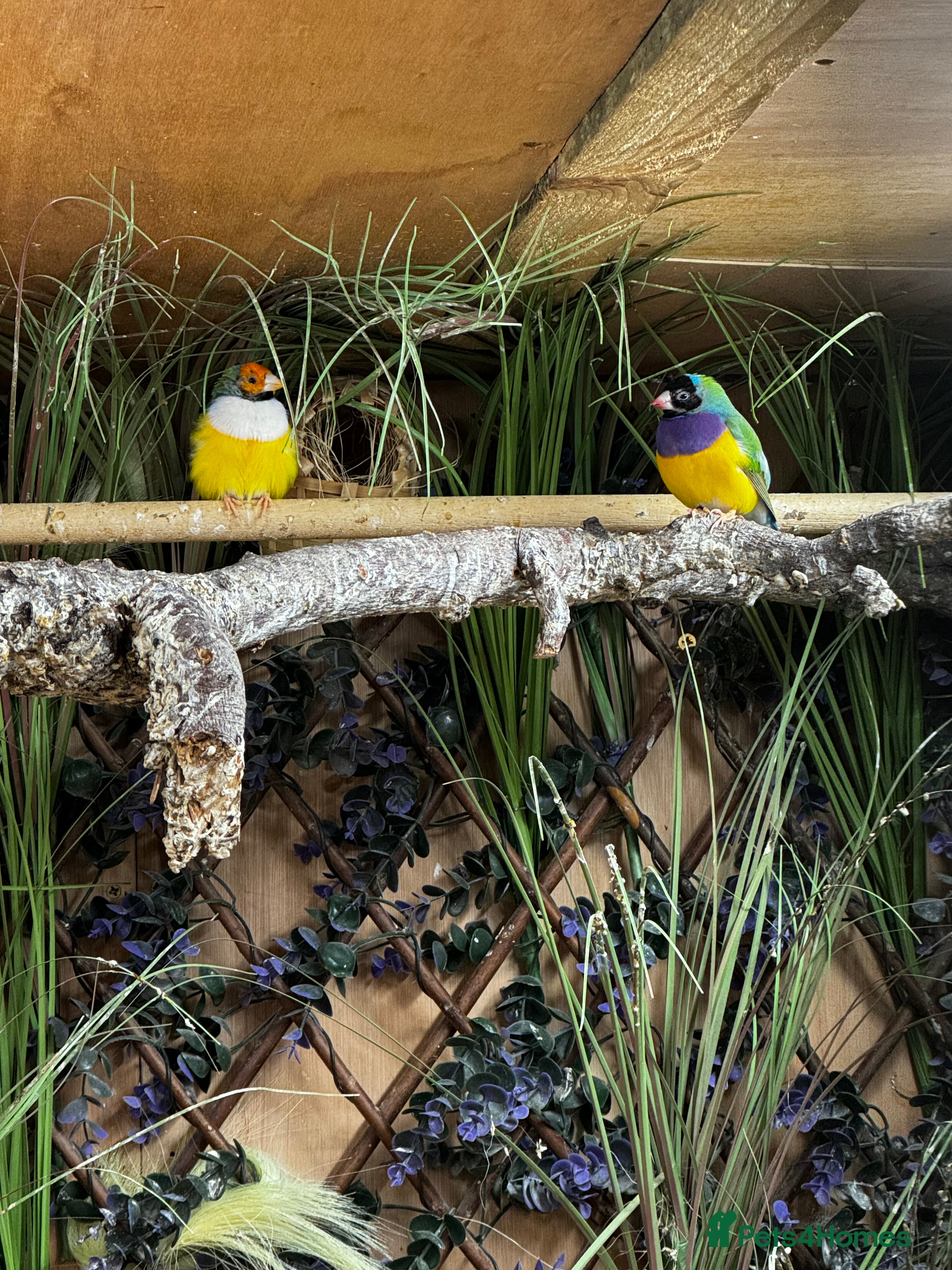 Finches birds Gouldian Finches / Timor zebra finches  - Advert 1