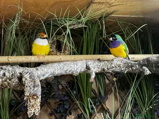 Finches birds Gouldian Finches / Timor zebra finches - Advert 1